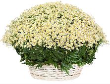 Цветочная композиция из Ромашки в корзине #REPLACE_PRED# Рождествено Самарской области